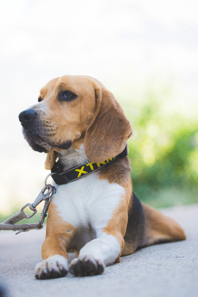 Merci de tenir votre chien
